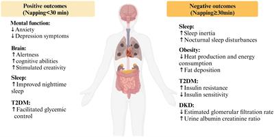 Association between napping and type 2 diabetes mellitus